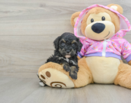 8 week old Poodle Puppy For Sale - Pilesgrove Pups