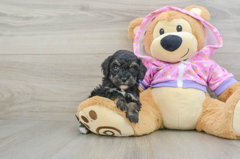 8 week old Poodle Puppy For Sale - Pilesgrove Pups