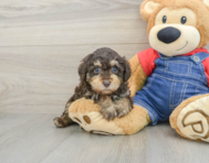7 week old Poodle Puppy For Sale - Pilesgrove Pups