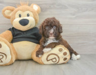 6 week old Poodle Puppy For Sale - Pilesgrove Pups