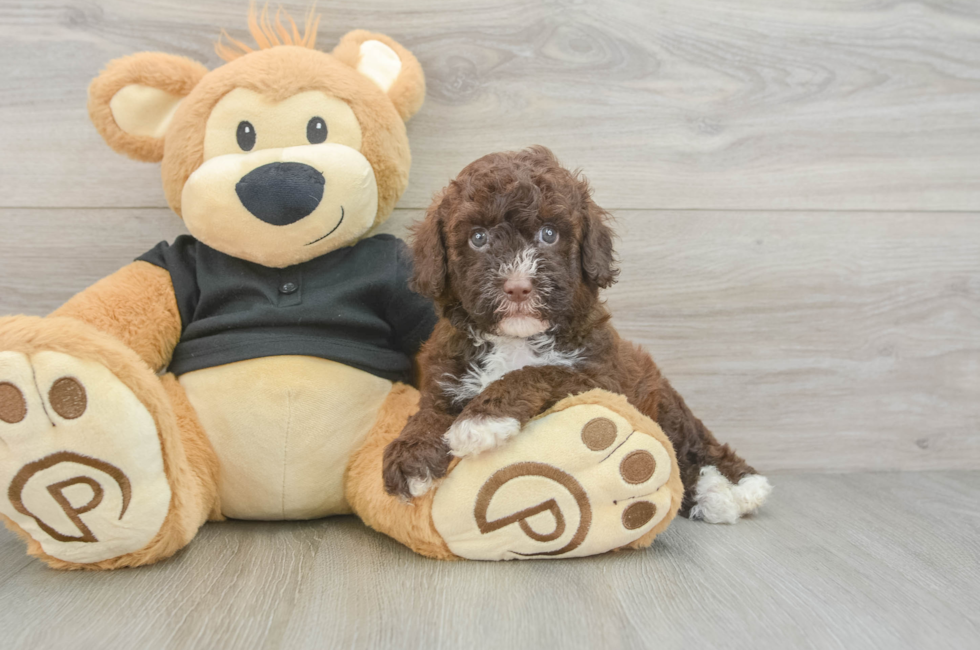 5 week old Poodle Puppy For Sale - Pilesgrove Pups
