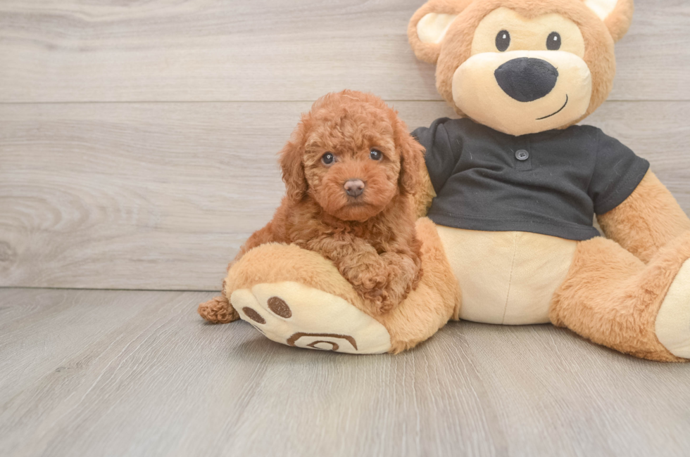 5 week old Poodle Puppy For Sale - Pilesgrove Pups
