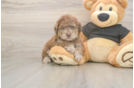 Small Poodle Purebred Pup