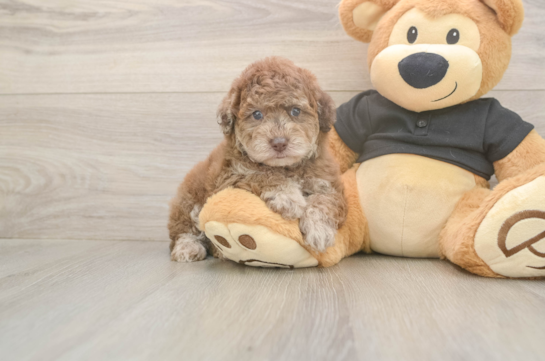 Small Poodle Purebred Pup
