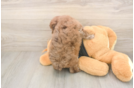 Poodle Puppy for Adoption