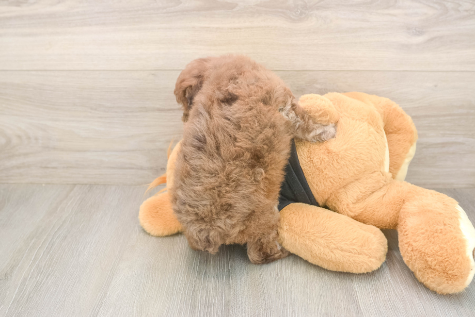 Poodle Puppy for Adoption