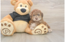 Best Poodle Baby