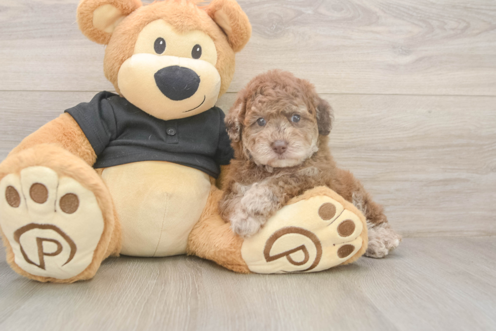 Best Poodle Baby