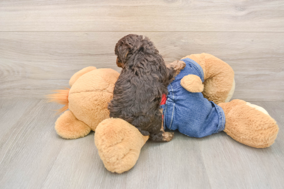 Small Poodle Purebred Pup