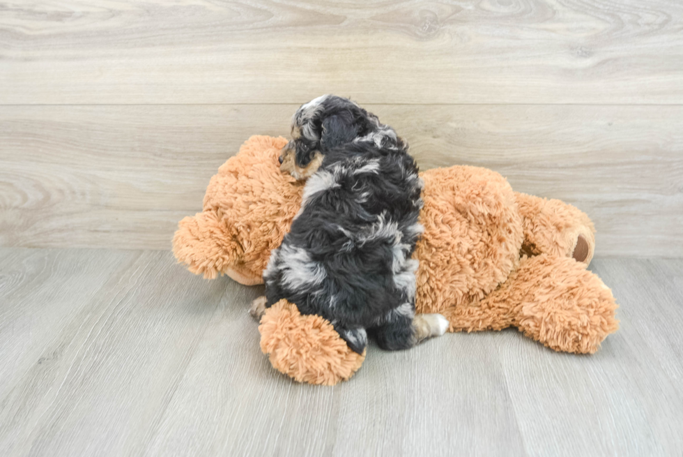 Cute Toy Poodle Purebred Puppy