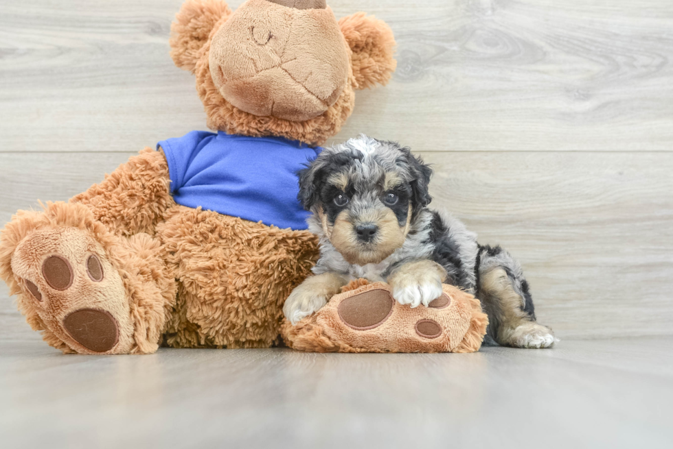 Friendly Poodle Purebred Pup