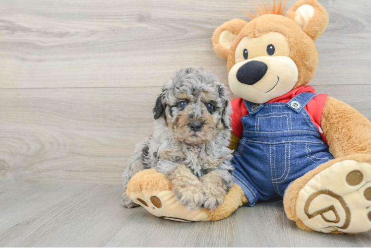 Adorable Caniche Purebred Puppy