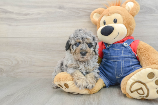 Adorable Caniche Purebred Puppy