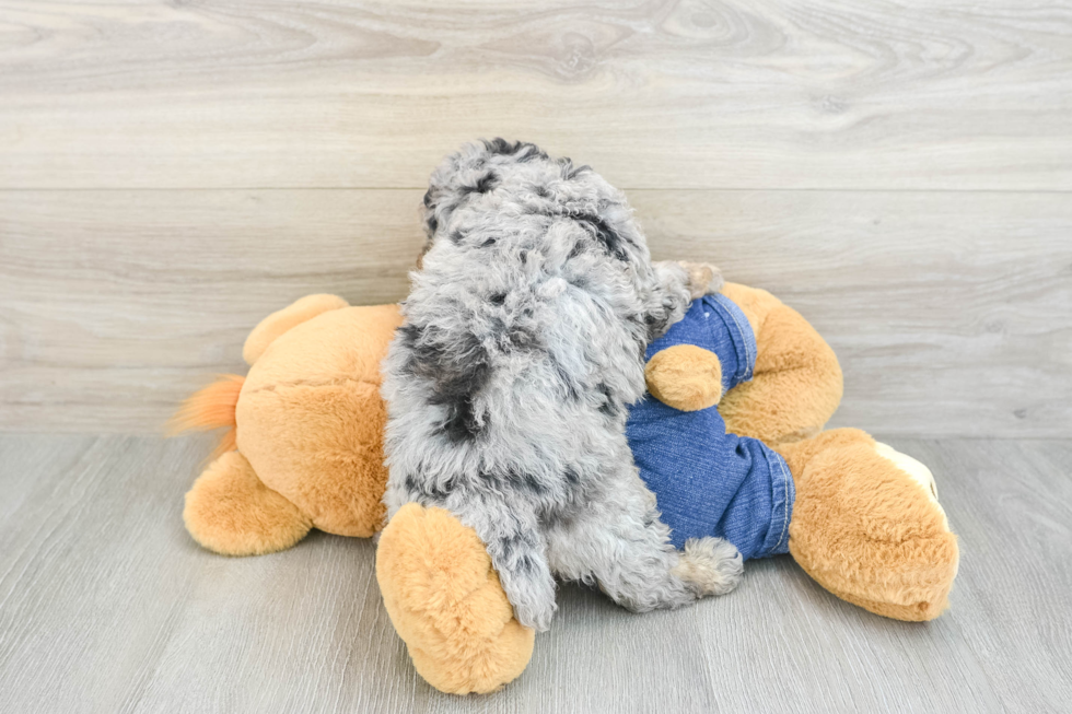 Poodle Puppy for Adoption