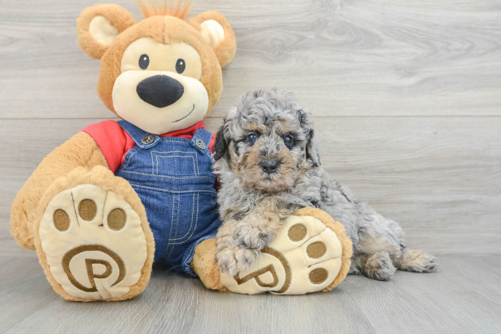 Poodle Pup Being Cute