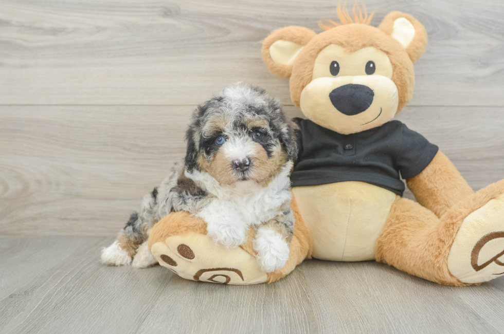 5 week old Poodle Puppy For Sale - Pilesgrove Pups