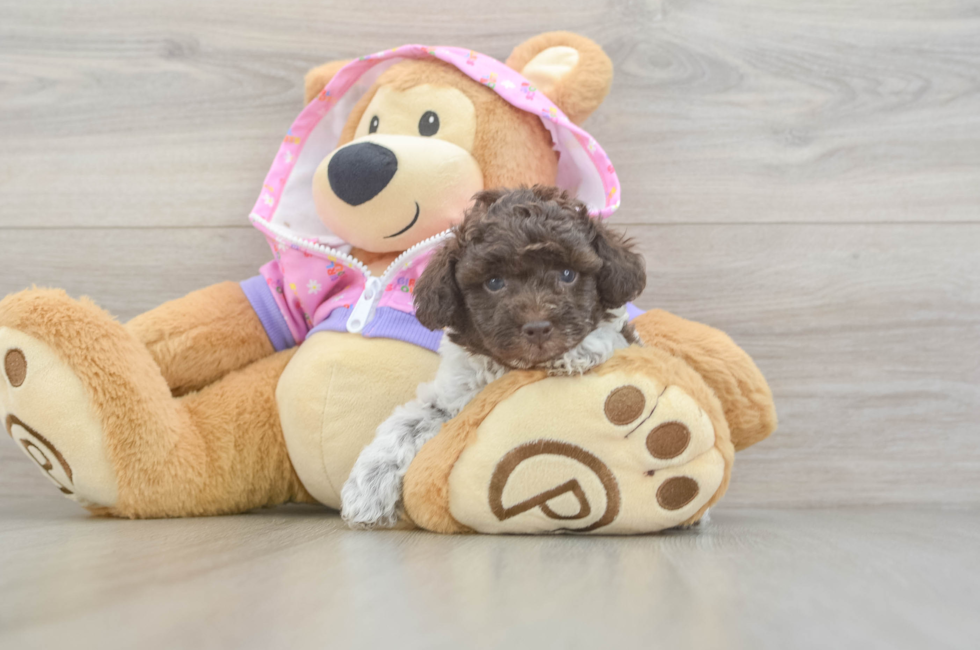 5 week old Poodle Puppy For Sale - Pilesgrove Pups