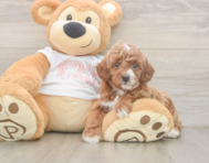 5 week old Poodle Puppy For Sale - Pilesgrove Pups