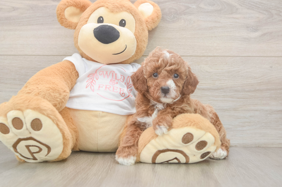 5 week old Poodle Puppy For Sale - Pilesgrove Pups