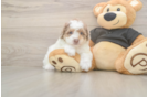 Akc Registered Poodle Purebred Pup