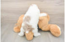 Best Poodle Baby