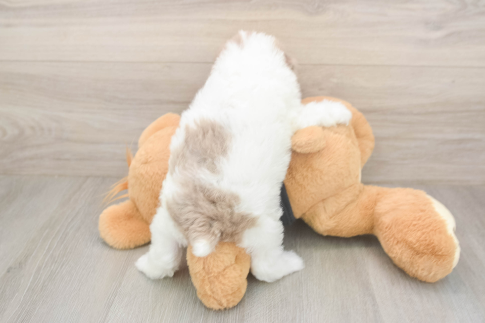 Best Poodle Baby
