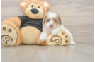 Little Poodle Baby