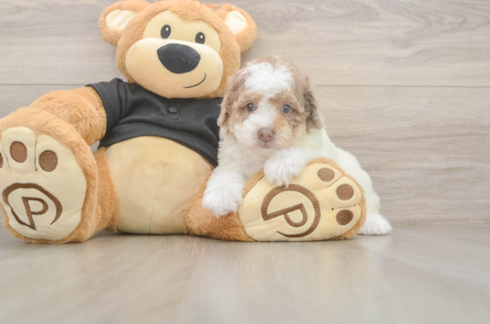 Little Poodle Baby