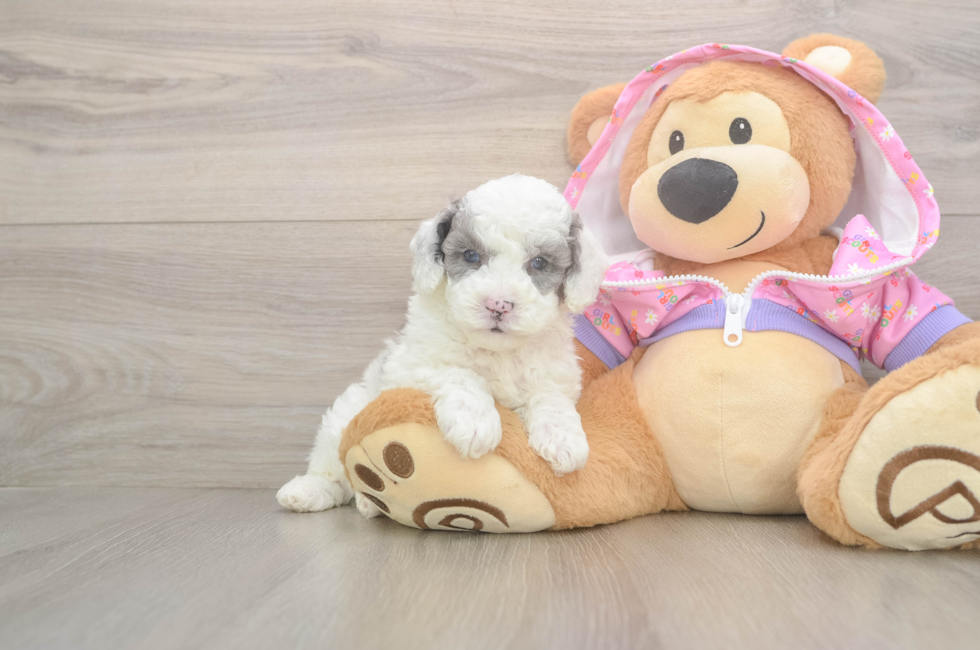 5 week old Poodle Puppy For Sale - Pilesgrove Pups