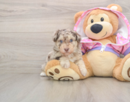 5 week old Poodle Puppy For Sale - Pilesgrove Pups