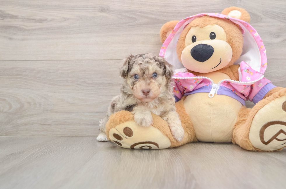 5 week old Poodle Puppy For Sale - Pilesgrove Pups