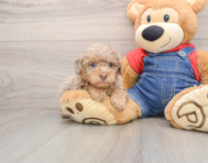 8 week old Poodle Puppy For Sale - Pilesgrove Pups