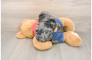 Smart Pudel Purebred Puppy
