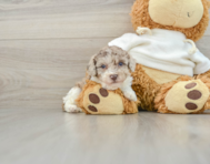 8 week old Poodle Puppy For Sale - Pilesgrove Pups