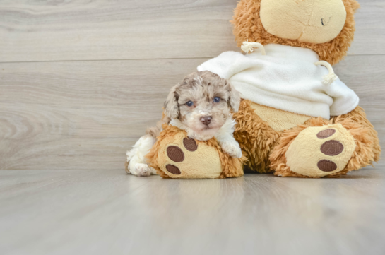 Playful Poodle Purebred Pup