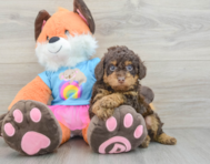 6 week old Poodle Puppy For Sale - Pilesgrove Pups