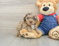 6 week old Poodle Puppy For Sale - Pilesgrove Pups