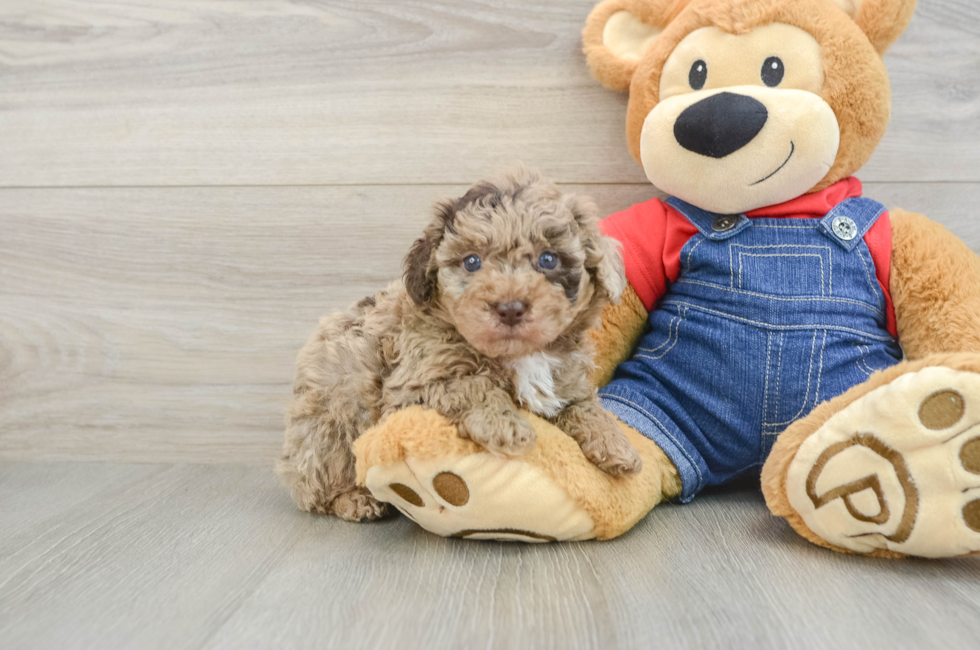 6 week old Poodle Puppy For Sale - Pilesgrove Pups
