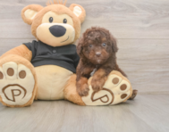 6 week old Poodle Puppy For Sale - Pilesgrove Pups