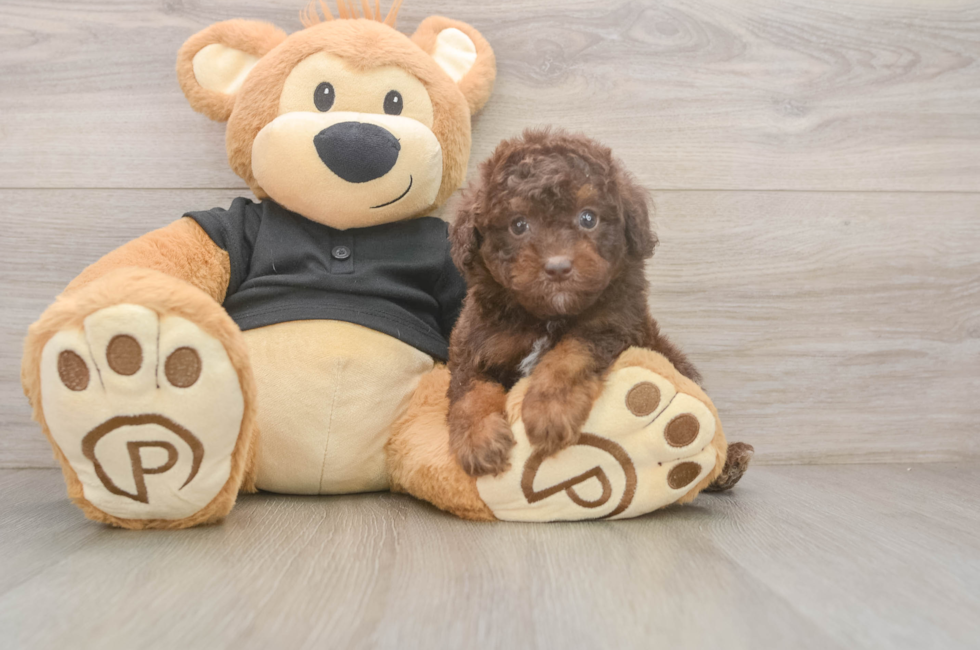 6 week old Poodle Puppy For Sale - Pilesgrove Pups