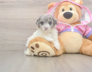 8 week old Poodle Puppy For Sale - Pilesgrove Pups