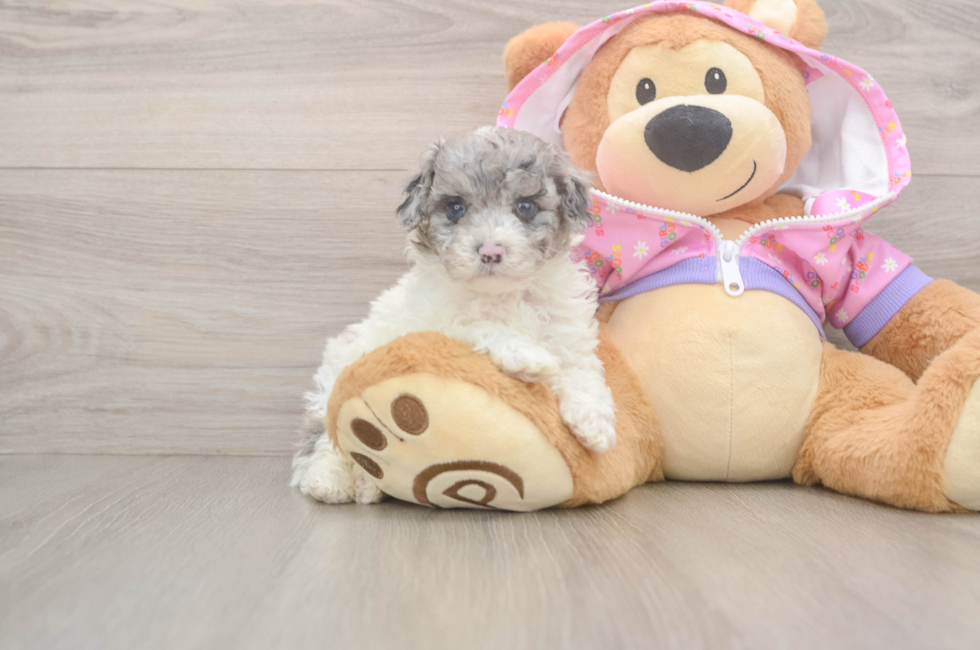 5 week old Poodle Puppy For Sale - Pilesgrove Pups