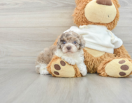 7 week old Poodle Puppy For Sale - Pilesgrove Pups