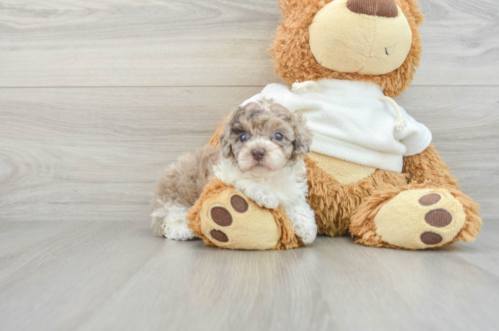 6 week old Poodle Puppy For Sale - Pilesgrove Pups