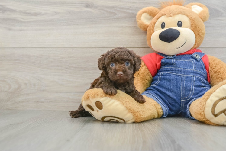 Hypoallergenic Poodle Purebred Pup