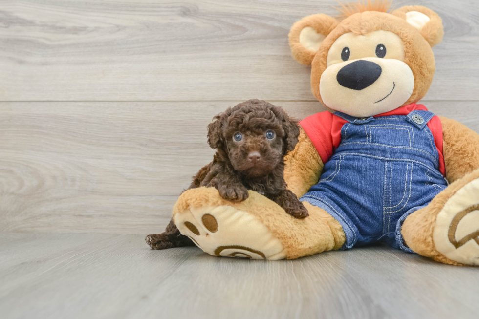 Hypoallergenic Poodle Purebred Pup