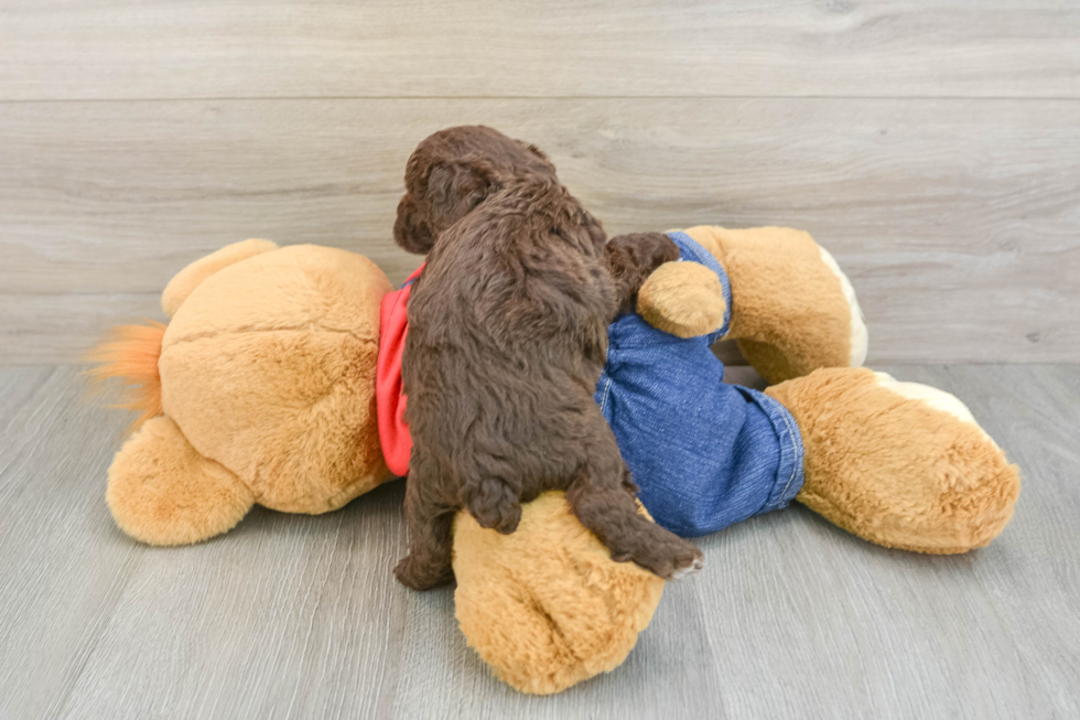 Best Poodle Baby