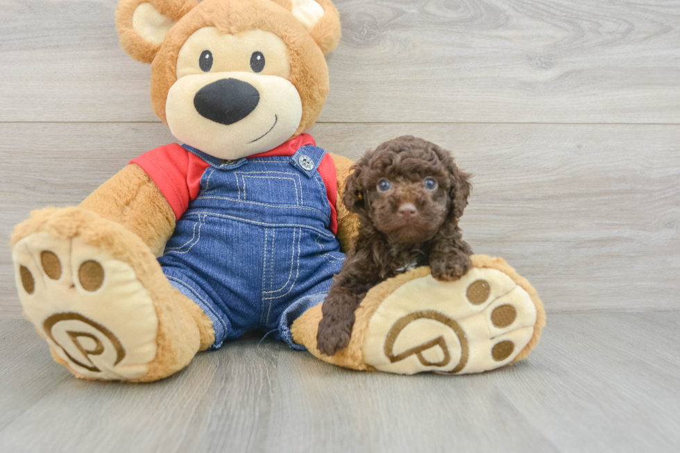 Fluffy Pooodle Purebred Puppy