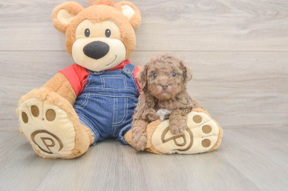 5 week old Poodle Puppy For Sale - Pilesgrove Pups