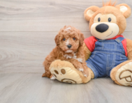 6 week old Poodle Puppy For Sale - Pilesgrove Pups